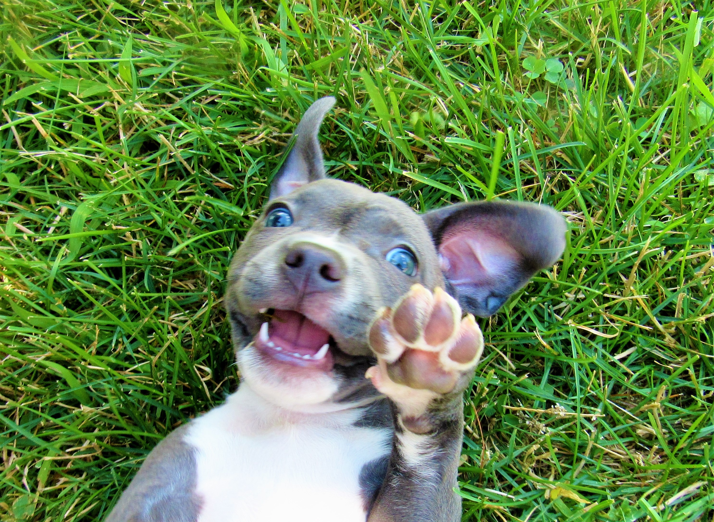 dog smiling in a grassy field